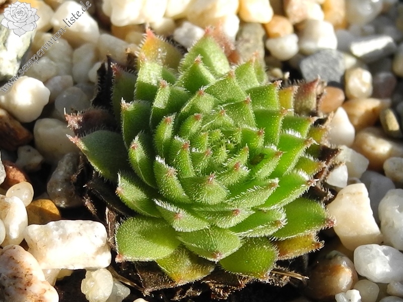 kosaninii from Vojuša