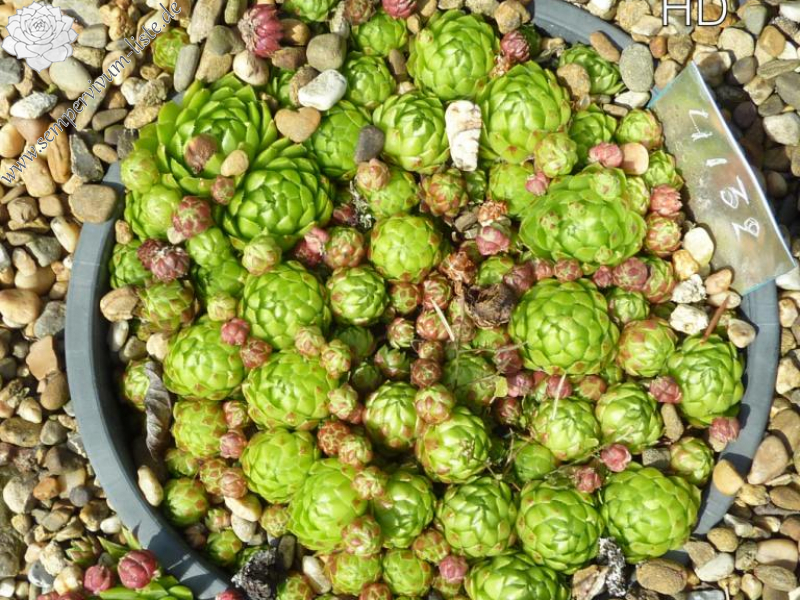 globiferum ssp. globiferum from Krasna Lipa