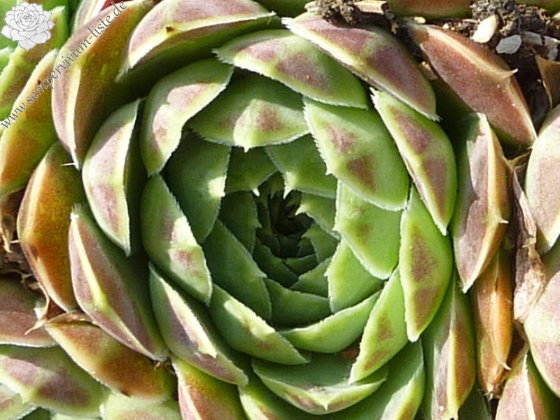 heuffelii from Krusevo