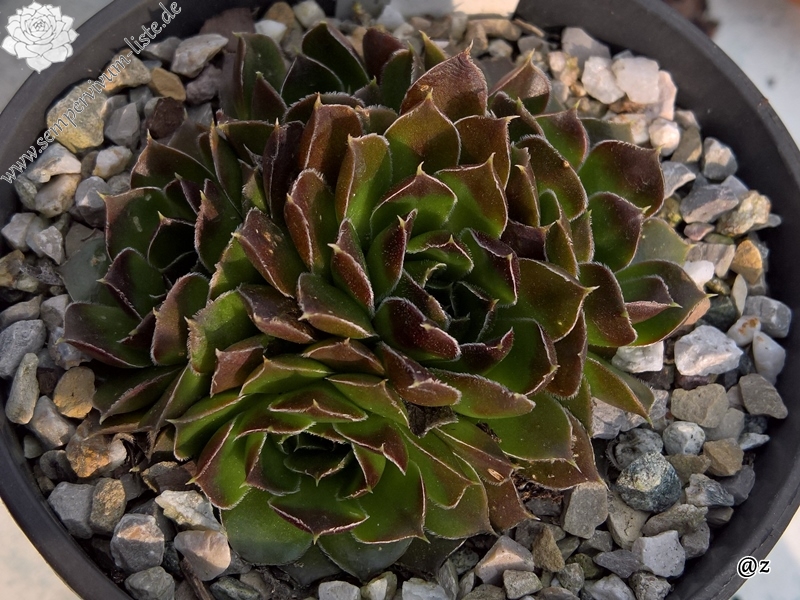 Korspelse Bekhora Jovi