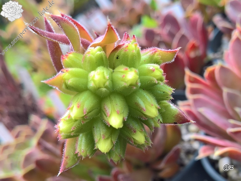 Korspelse Bekhora Jovi