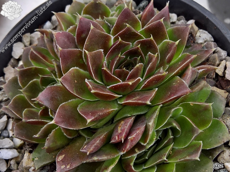 Korspelse Belzimee / Jovi