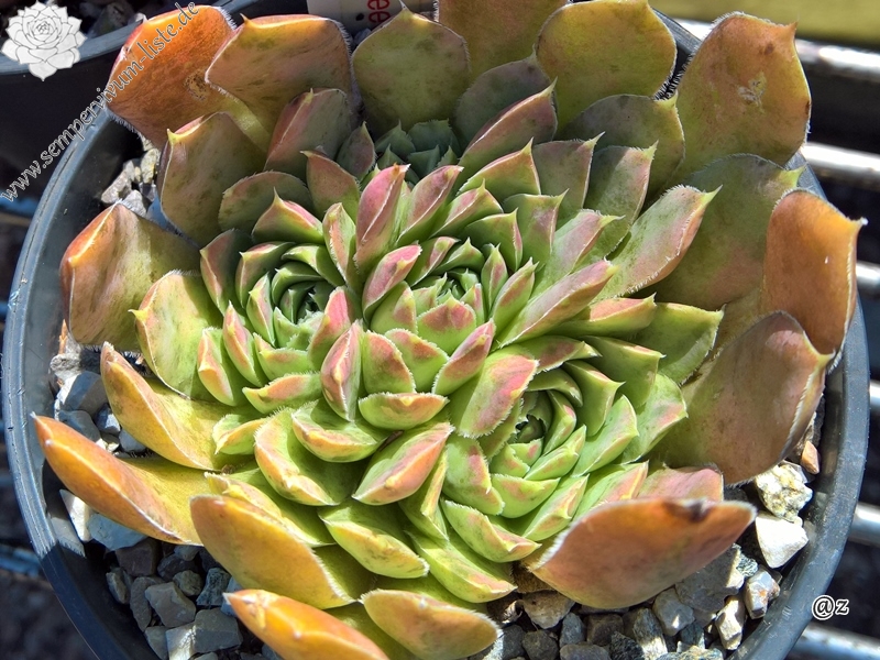 Korspelse Belzimee / Jovi