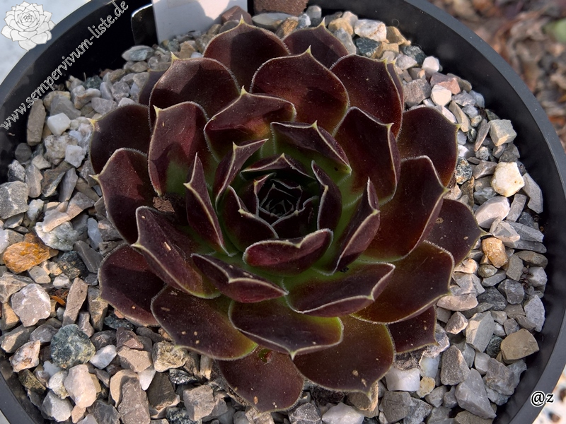 Korspelse Carda / Jovi