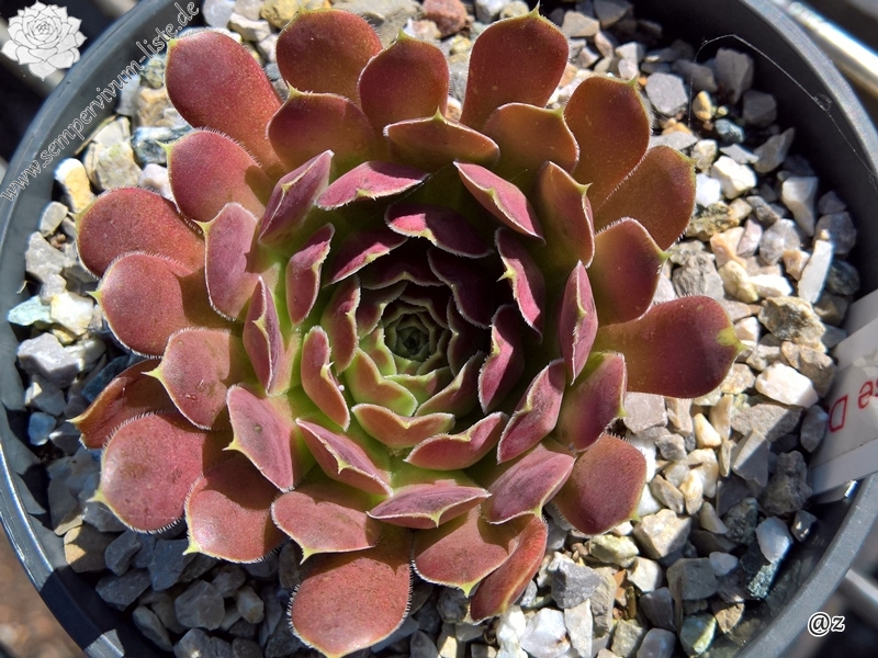 Korspelse Dalvinie / Jovi