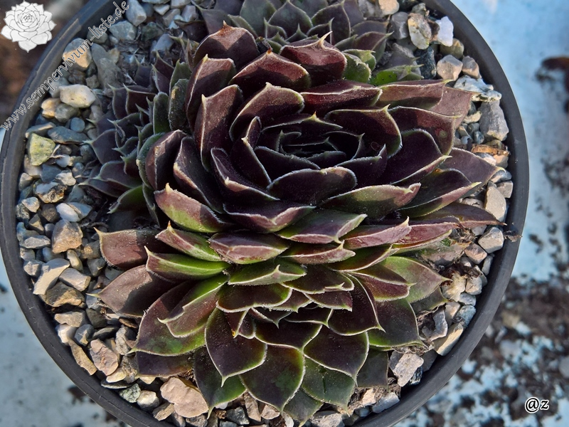 Korspelse Fannelle / Jovi