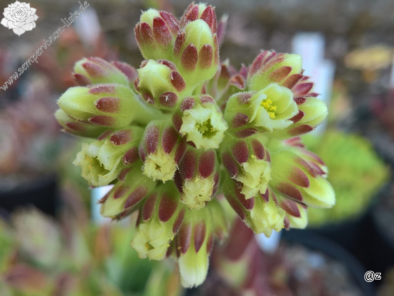 Korspelse Fawn / Jovi