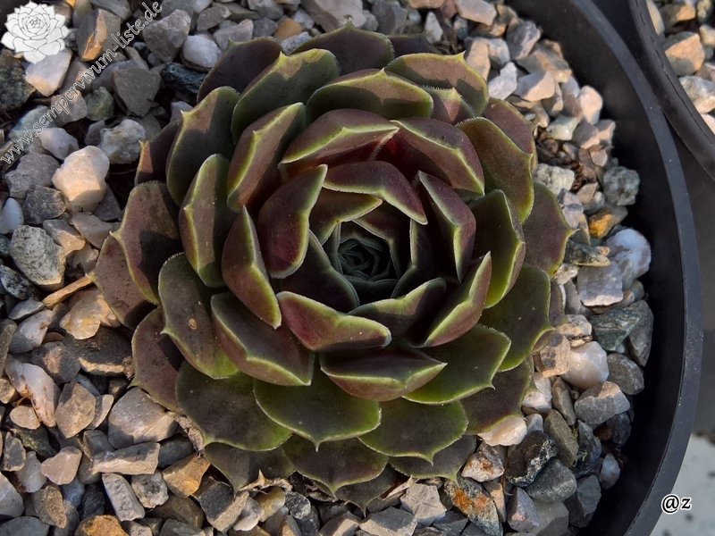 Korspelse Felipina / Jovi