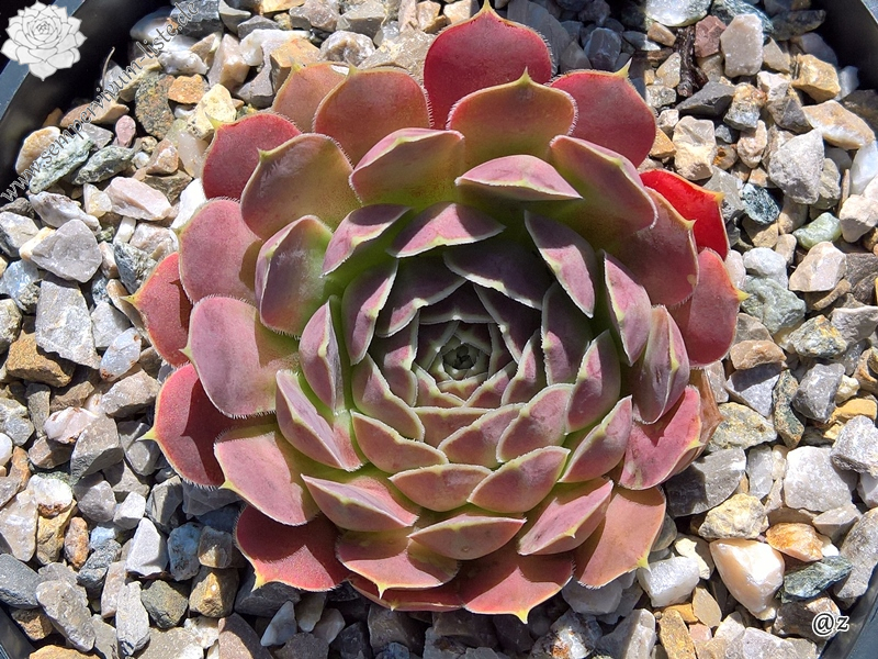 Korspelse Felipina / Jovi