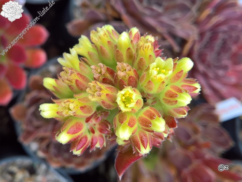 Korspelse Florissen / Jovi