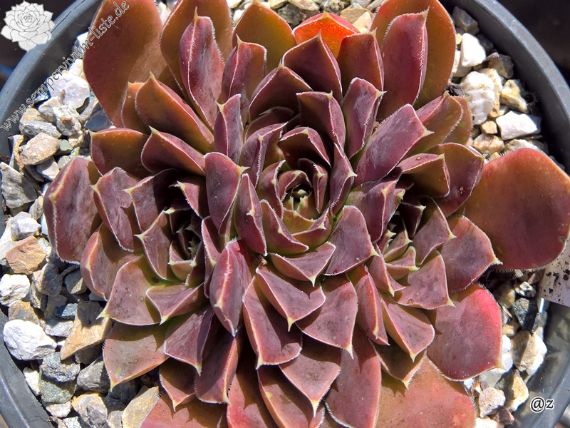 Korspelse Florissen / Jovi