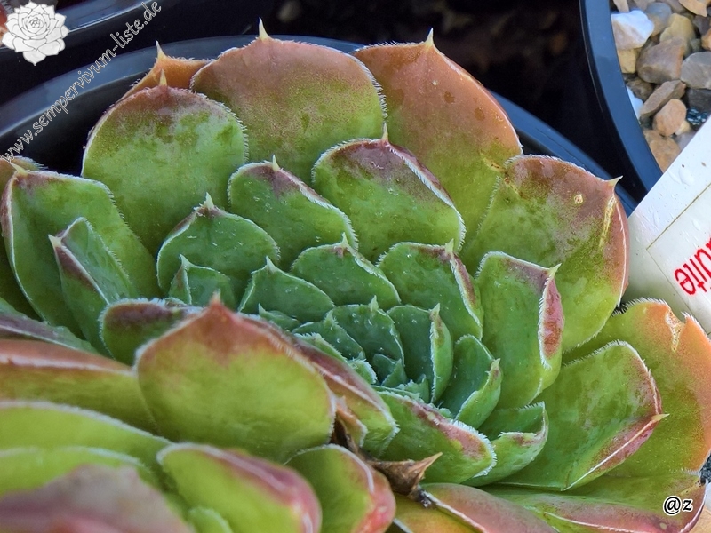 Korspelse Gadite / Jovi