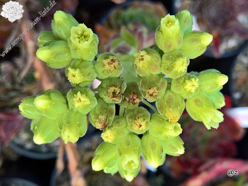 Korspelse Gadite / Jovi