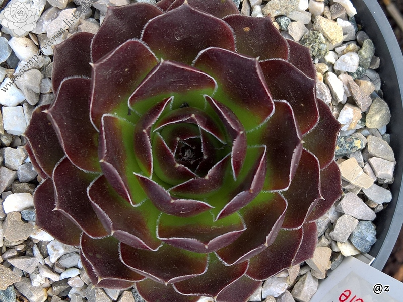 Korspelse Galtiere / Jovi