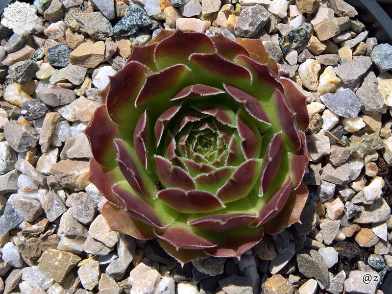 Korspelse Galtiere / Jovi