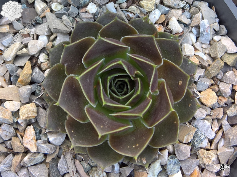 Korspelse Gaspara / Jovi