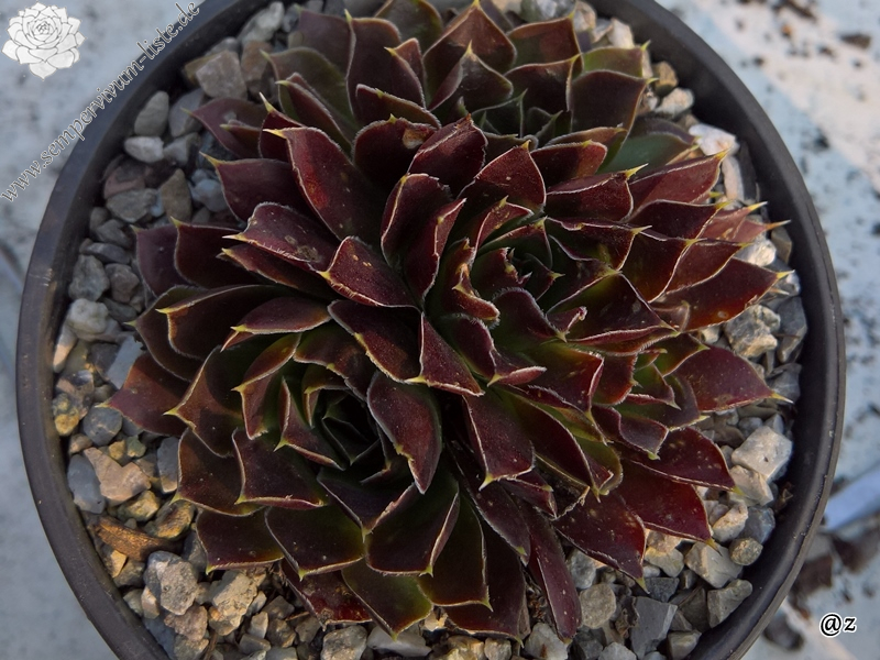 Korspelse Genofee / Jovi