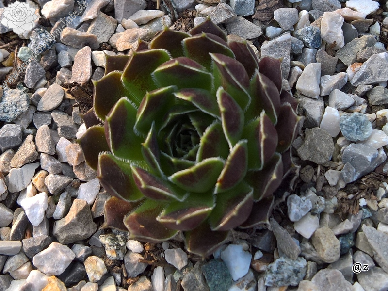 Korspelse Gheylle / Jovi