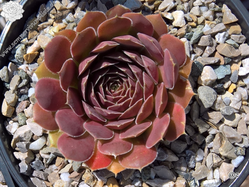 Korspelse Gillote / Jovi