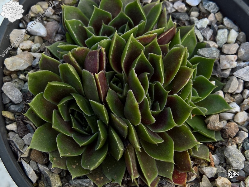 Korspelse Guyotte / Jovi