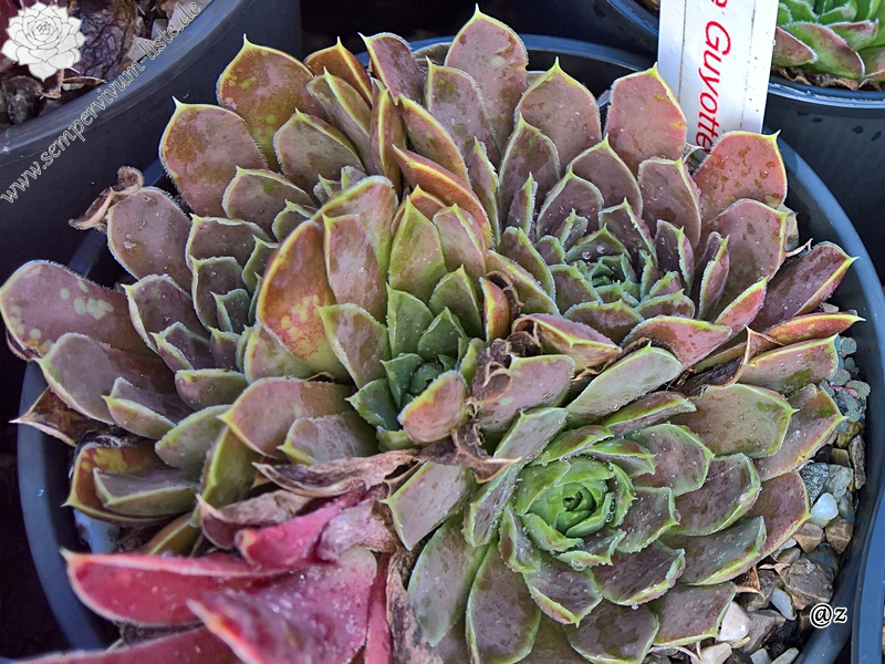 Korspelse Guyotte / Jovi