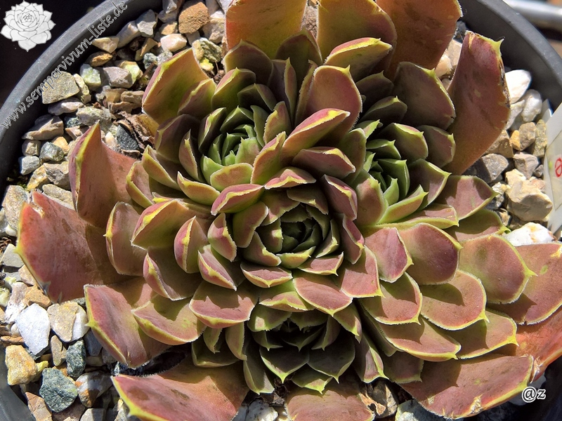 Korspelse Guyotte / Jovi