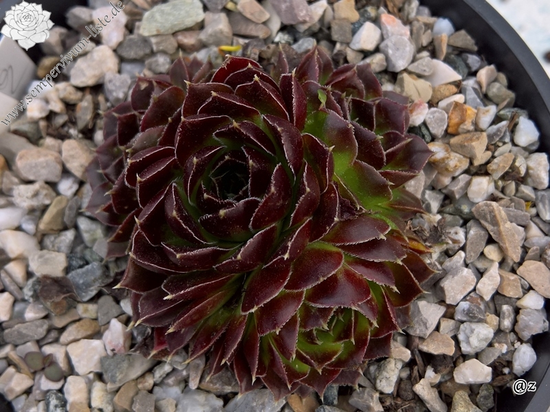 Korspelse Haguiya /Jovi