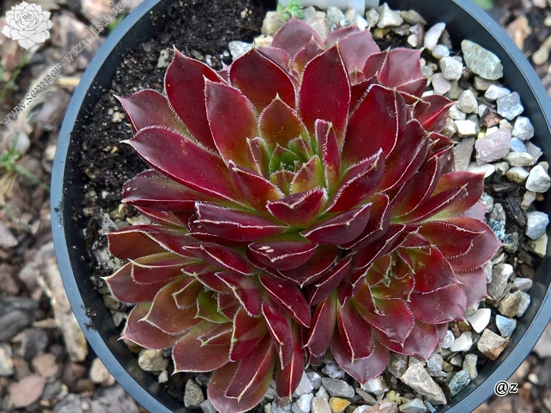 Korspelse Haguiya /Jovi