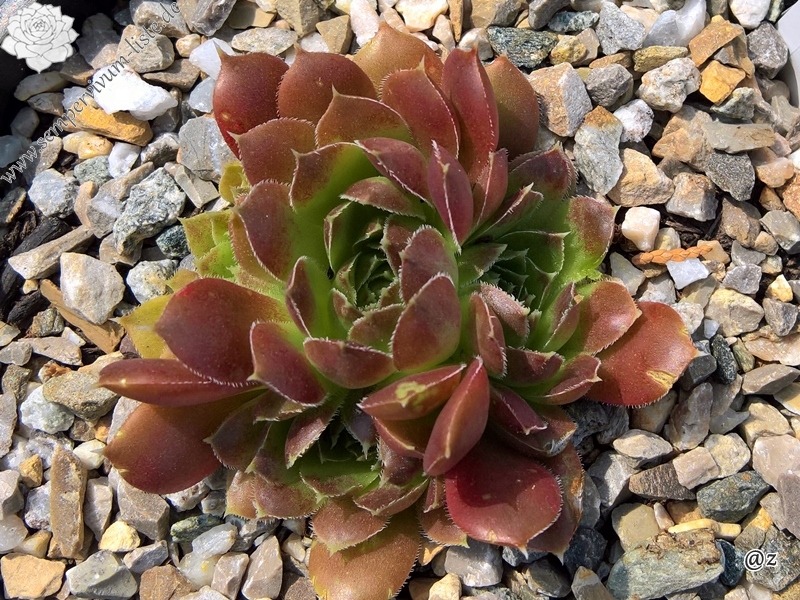 Korspelse Haguiya /Jovi