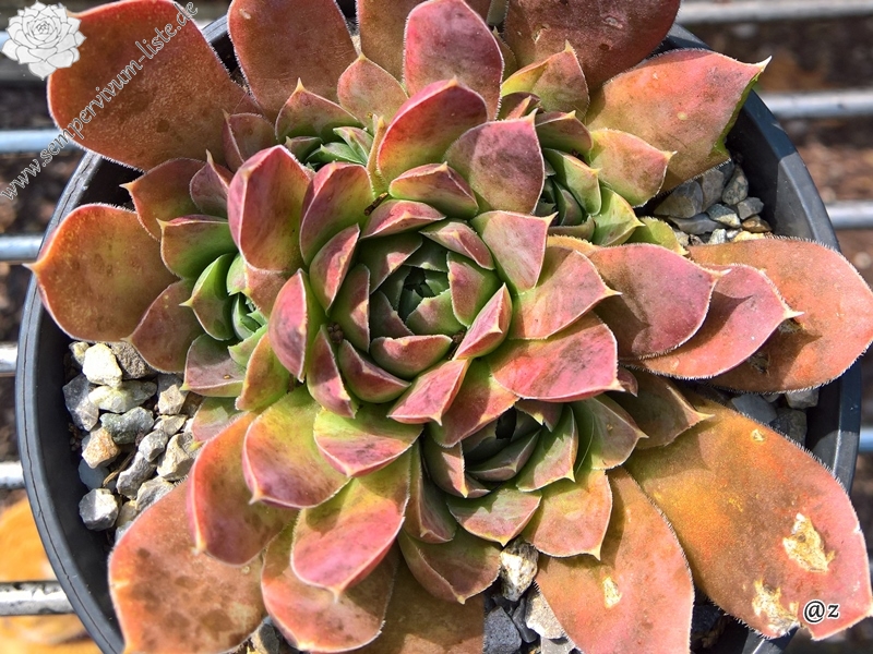 Korspelse Herdis / Jovi