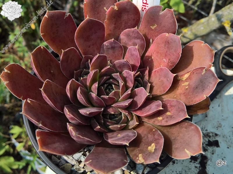 Korspelse Herdis / Jovi