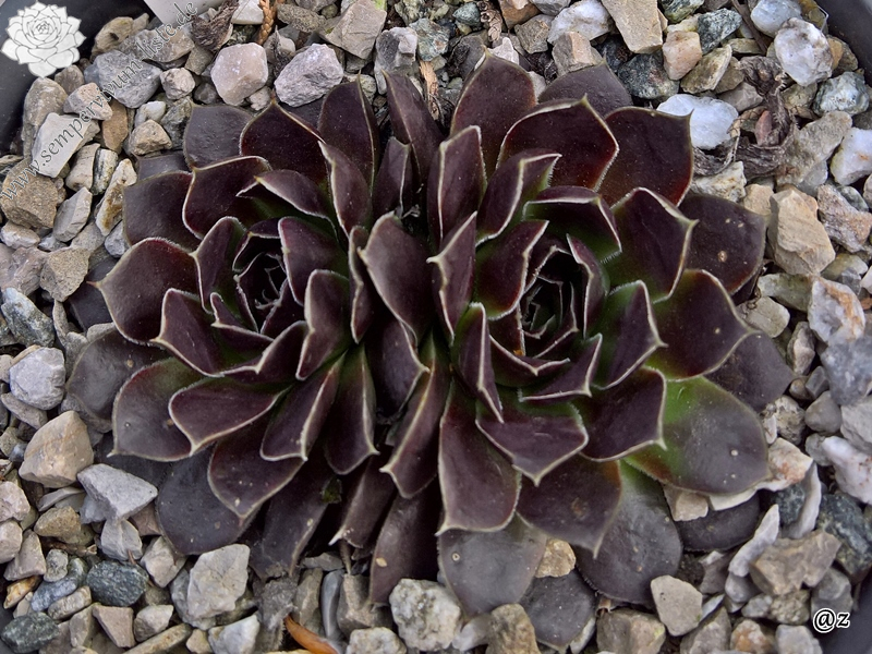 Korspelse Hervinia / Jovi