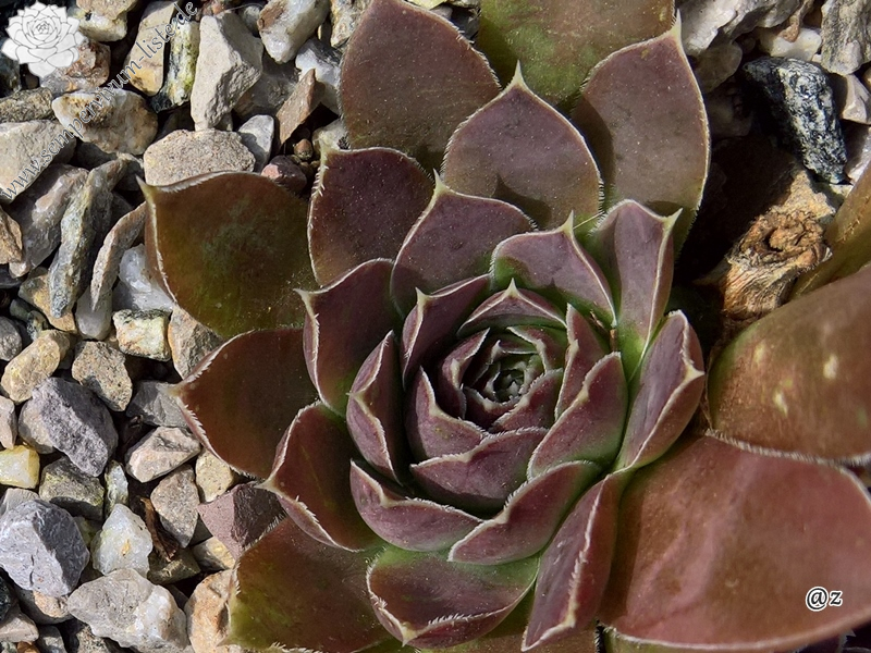 Korspelse Hervinia / Jovi