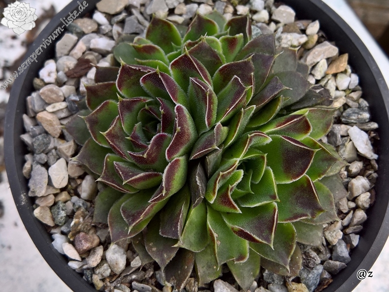 Korspelse Hiloria / Jovi