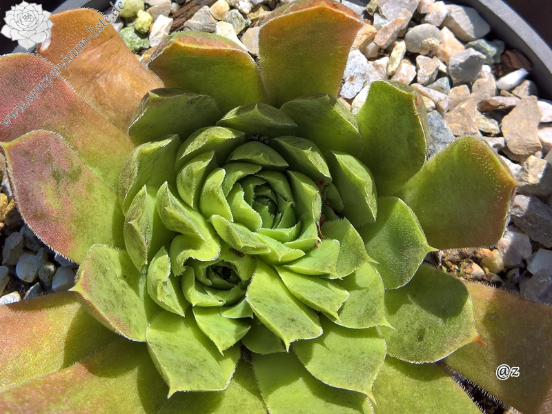 Korspelse Hiloria / Jovi