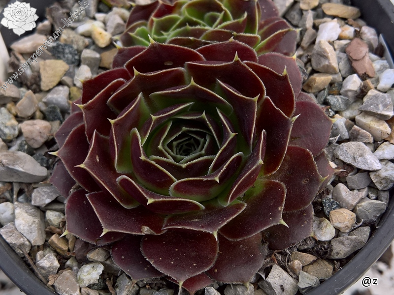 Korspelse Hjordis / Jovi