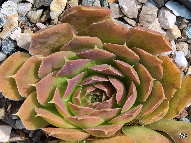 Korspelse Hjordis / Jovi