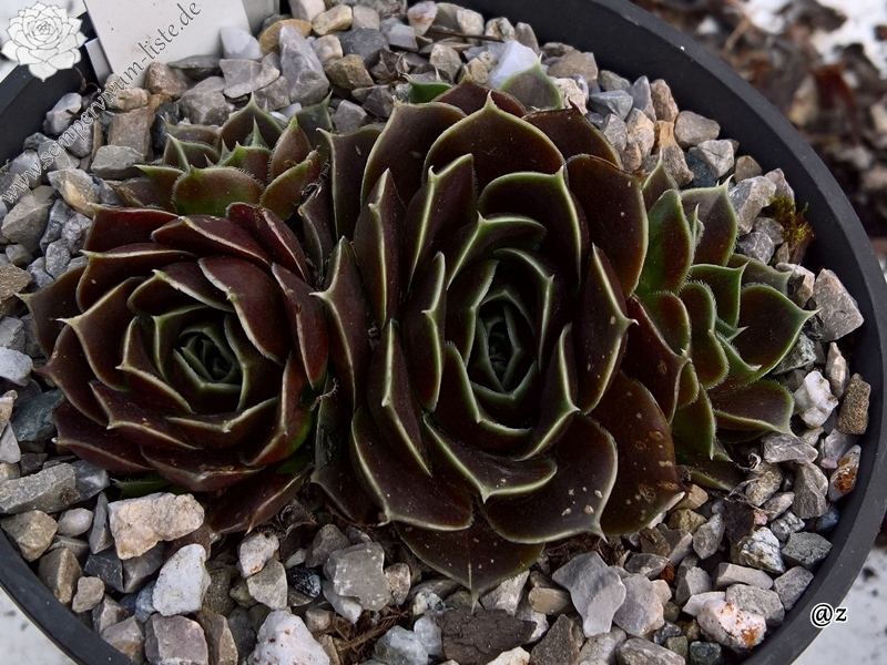 Korspelse Hogla / Jovi