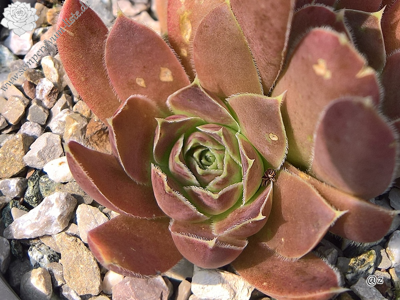 Korspelse Hogla / Jovi