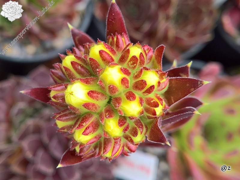 Korspelse Idaise / Jovi