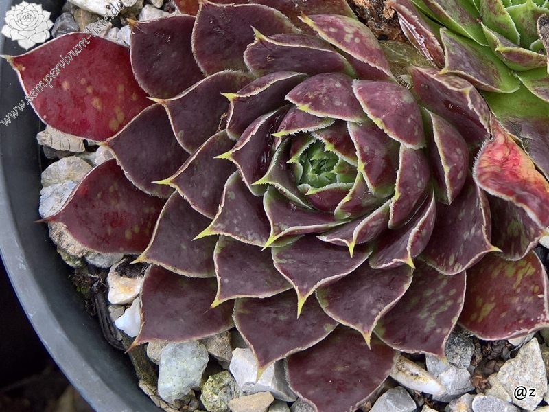 Korspelse Idaise / Jovi