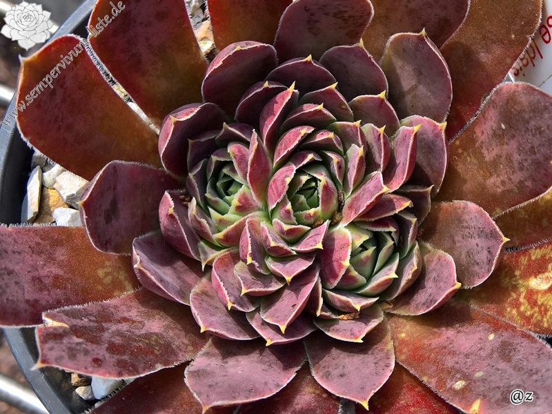 Korspelse Idaise / Jovi