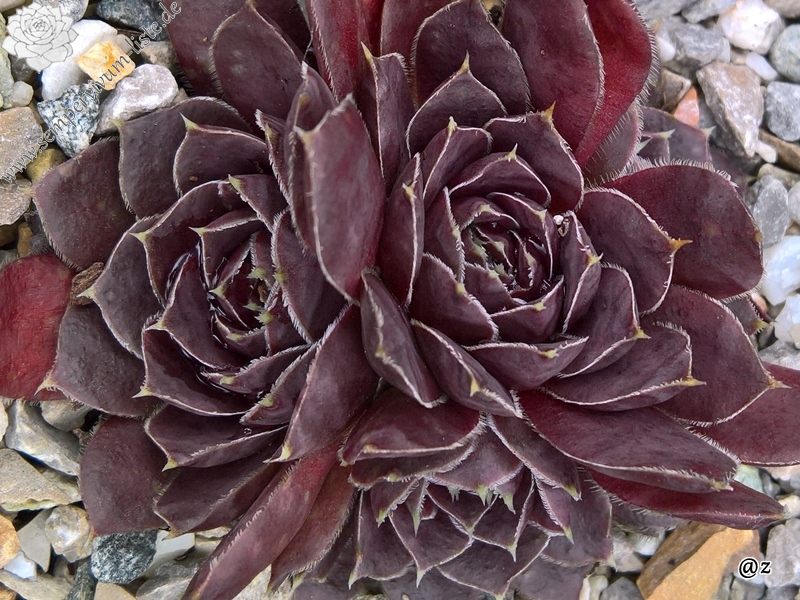 Korspelse Idaline / Jovi