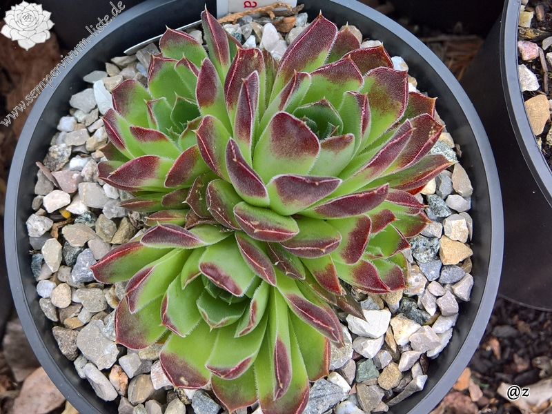 Korspelse Ingalisa / Jovi