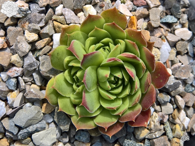 Korspelse Ingalisa / Jovi