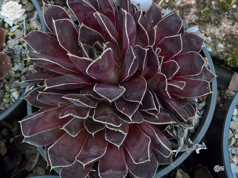 Korspelse Initia / Jovi