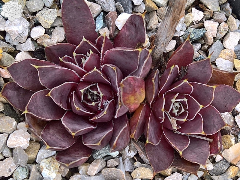 Korspelse Initia / Jovi