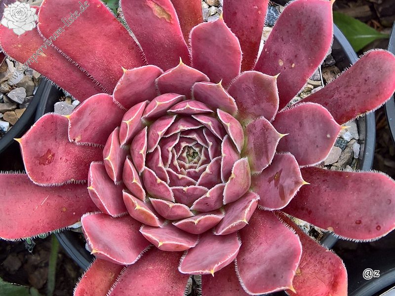 Korspelse Innbar / Jovi