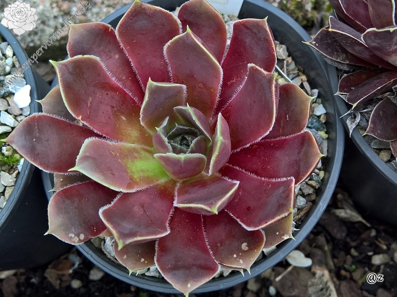 Korspelse Innbar / Jovi