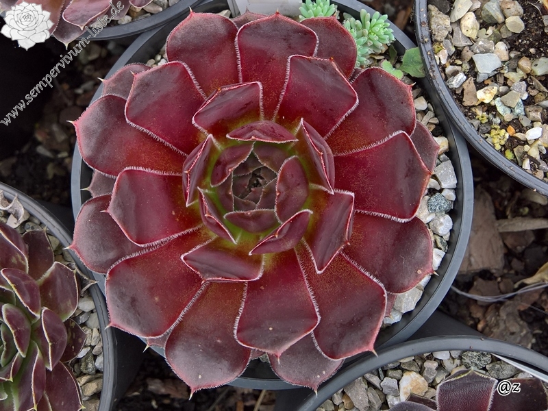 Korspelse Ionnina / Jovi